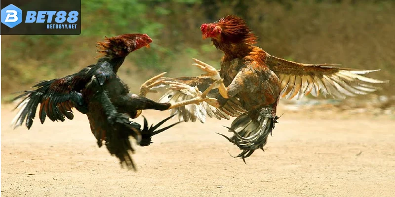Ưu điểm nổi bật khiến nhiều người chọn đá gà BET88